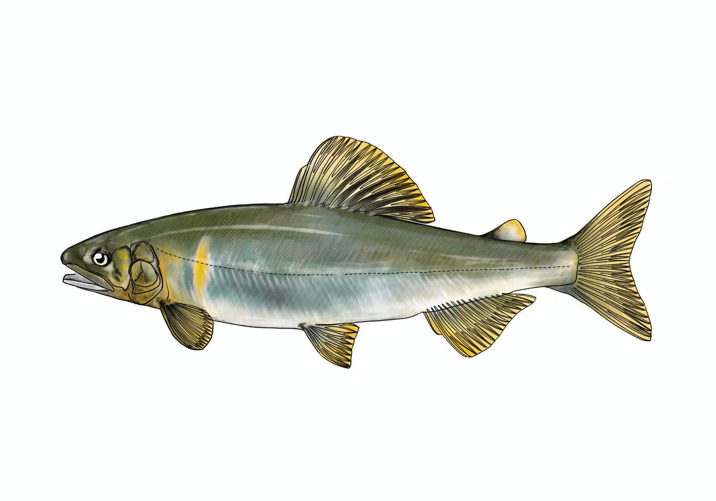 アユの魚類図版。細長い体型と下向きの口を持つ淡水魚の側面形態図。