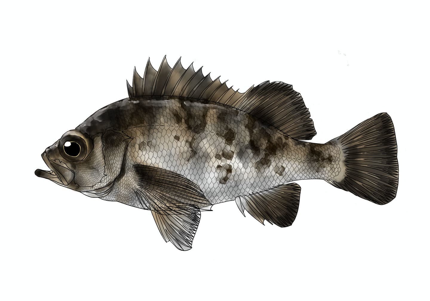 シロメバルの魚類図版。茶色の体色と多い胸鰭軟条数を持つ形態を示した側面図。