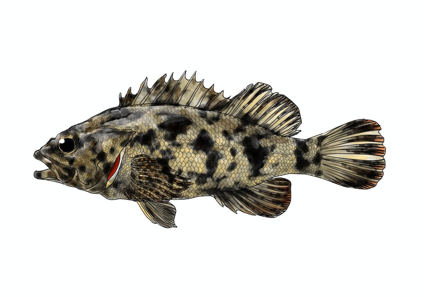 タケノコメバルの魚類図版。淡黄褐色の体色に暗色縦帯と眼周模様を持つ側面形態図。