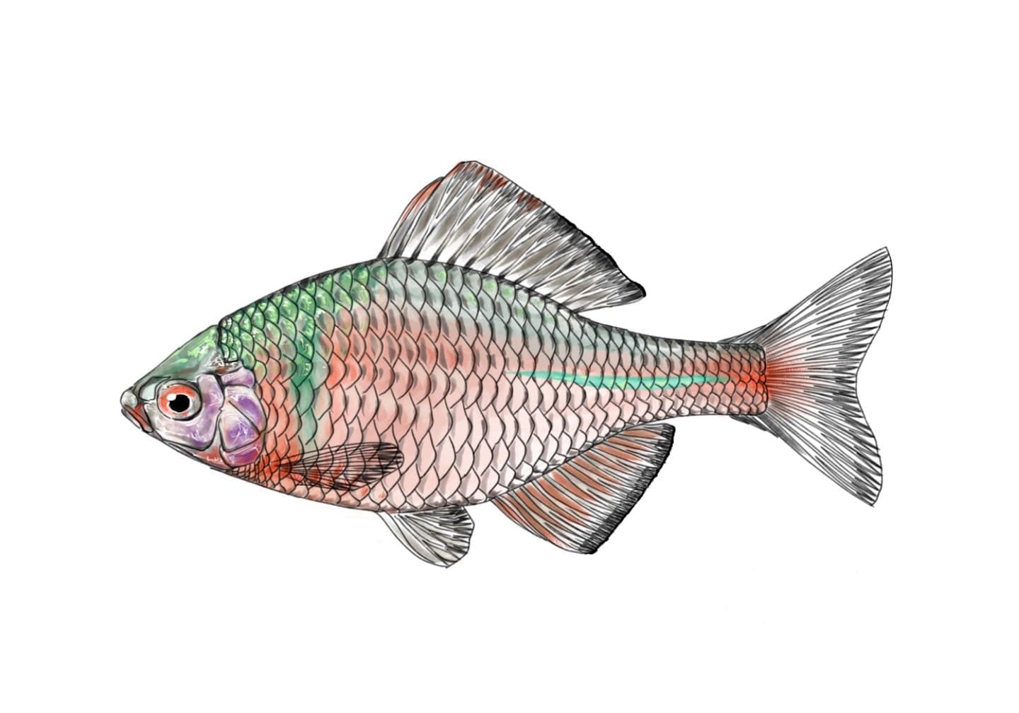 ニッポンバラタナゴの魚類図版。体高の高い体型と銀白色をベースに虹色の体色を持つ在来タナゴの側面形態図。