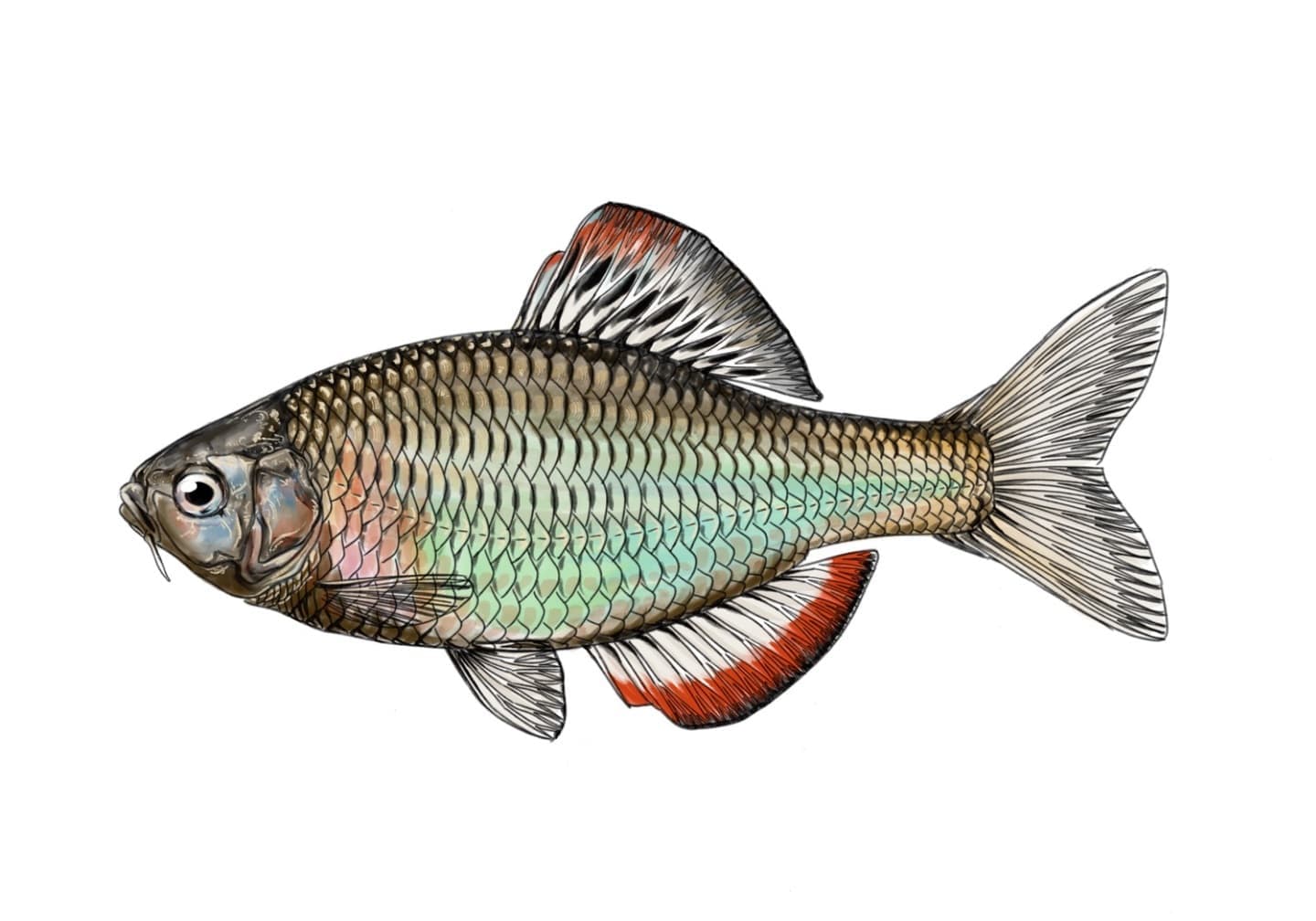 ヤリタナゴの魚類図版。体高が低く細長い体型を持つタナゴの側面形態図。