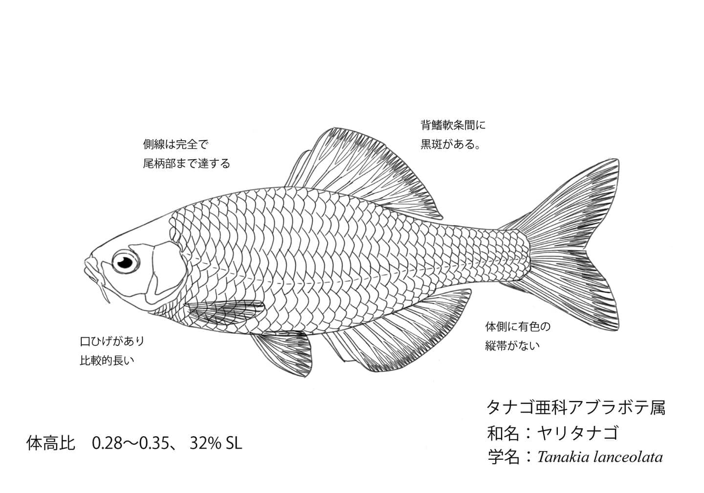 ヤリタナゴの形態図。細長い体型と体高比、側線構造などを示したタナゴ類の教育用線画図。