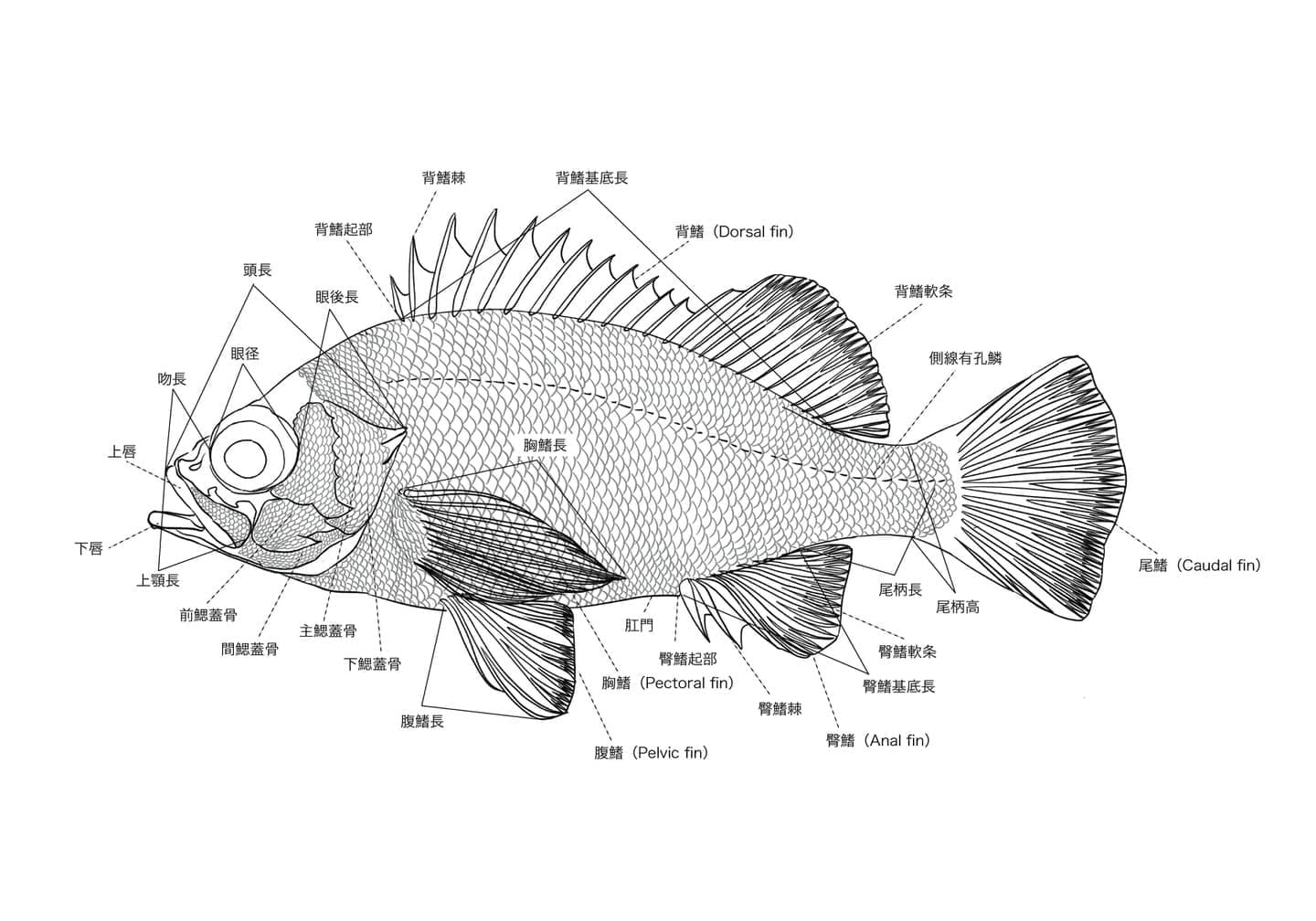 External morphology diagram of Sebastes inermis showing labeled anatomical features including dorsal fin, pectoral fin, pelvic fin, anal fin, caudal fin, lateral line, and head structures.