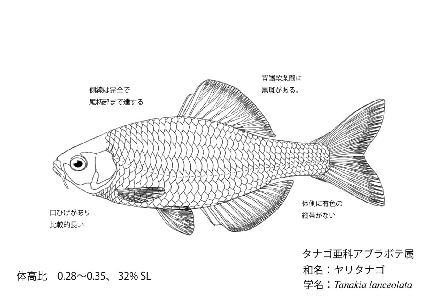 ヤリタナゴの形態図。細長い体型と体高比、側線構造などを示したタナゴ類の教育用線画図。