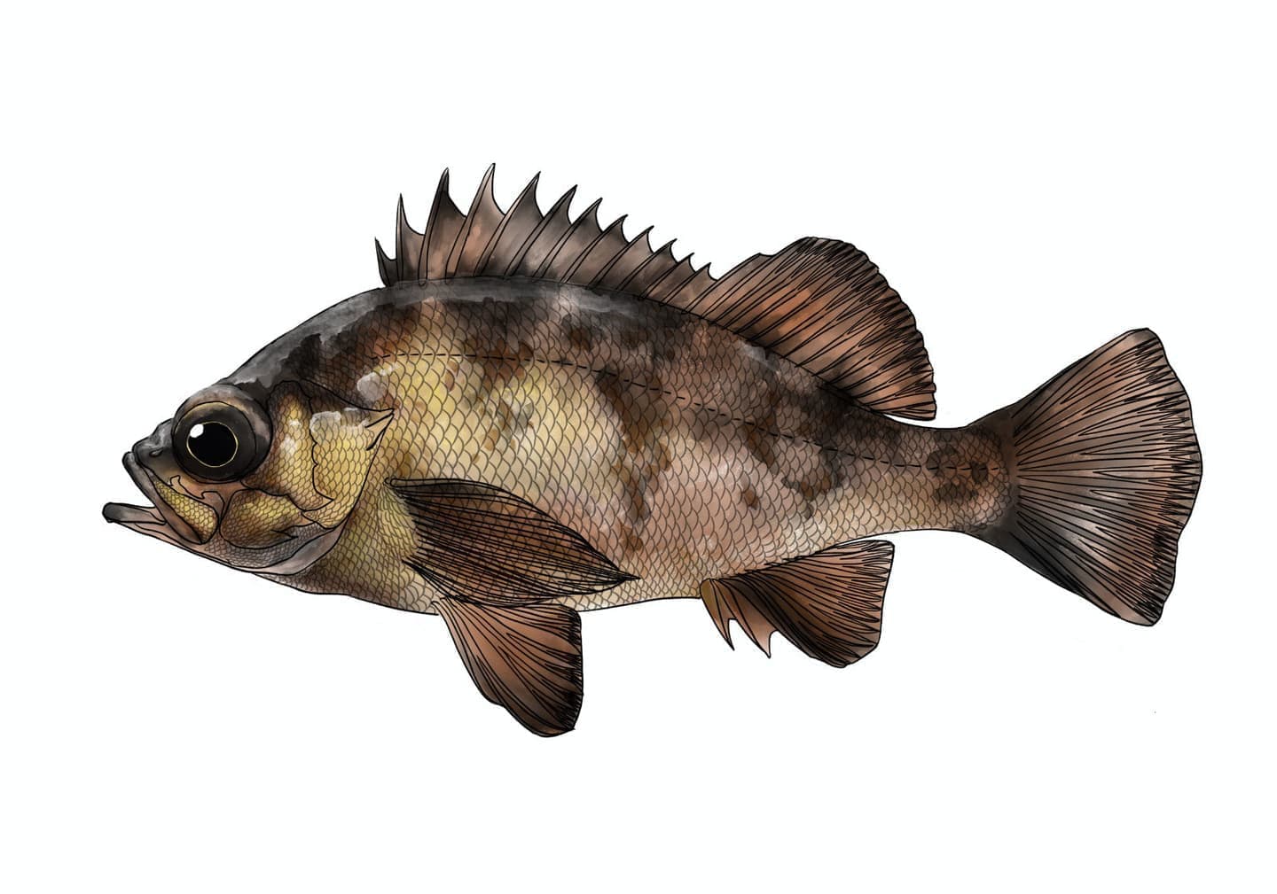 アカメバルの魚類図版。赤みのある体色と大きな眼が特徴の側面形態図。