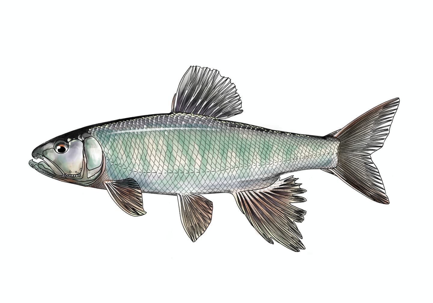 ハスの魚類図版。細長い体型と鋭く前方に突き出た口、背鰭と臀鰭の位置関係がわかる精密な外部形態イラスト。