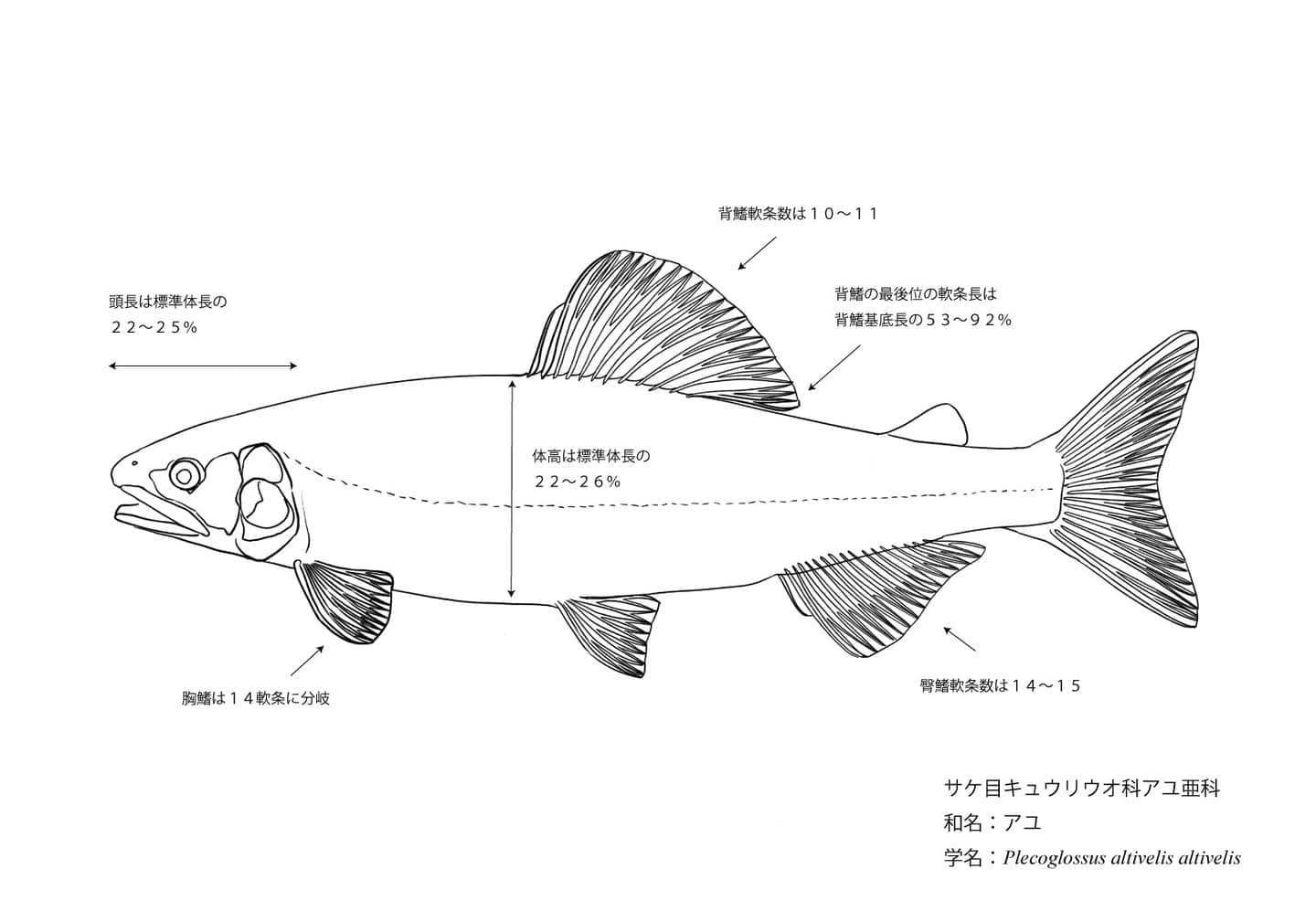 アユの側面図に対し、頭長や体高、背鰭・臀鰭の軟条数や位置関係を数値で示した形態計測図