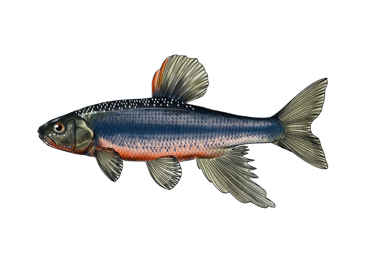 カワムツの魚類図版。体側に青黒い縦帯が走る体高のある体型と、背鰭・臀鰭の配置がわかる精密な外部形態イラスト。