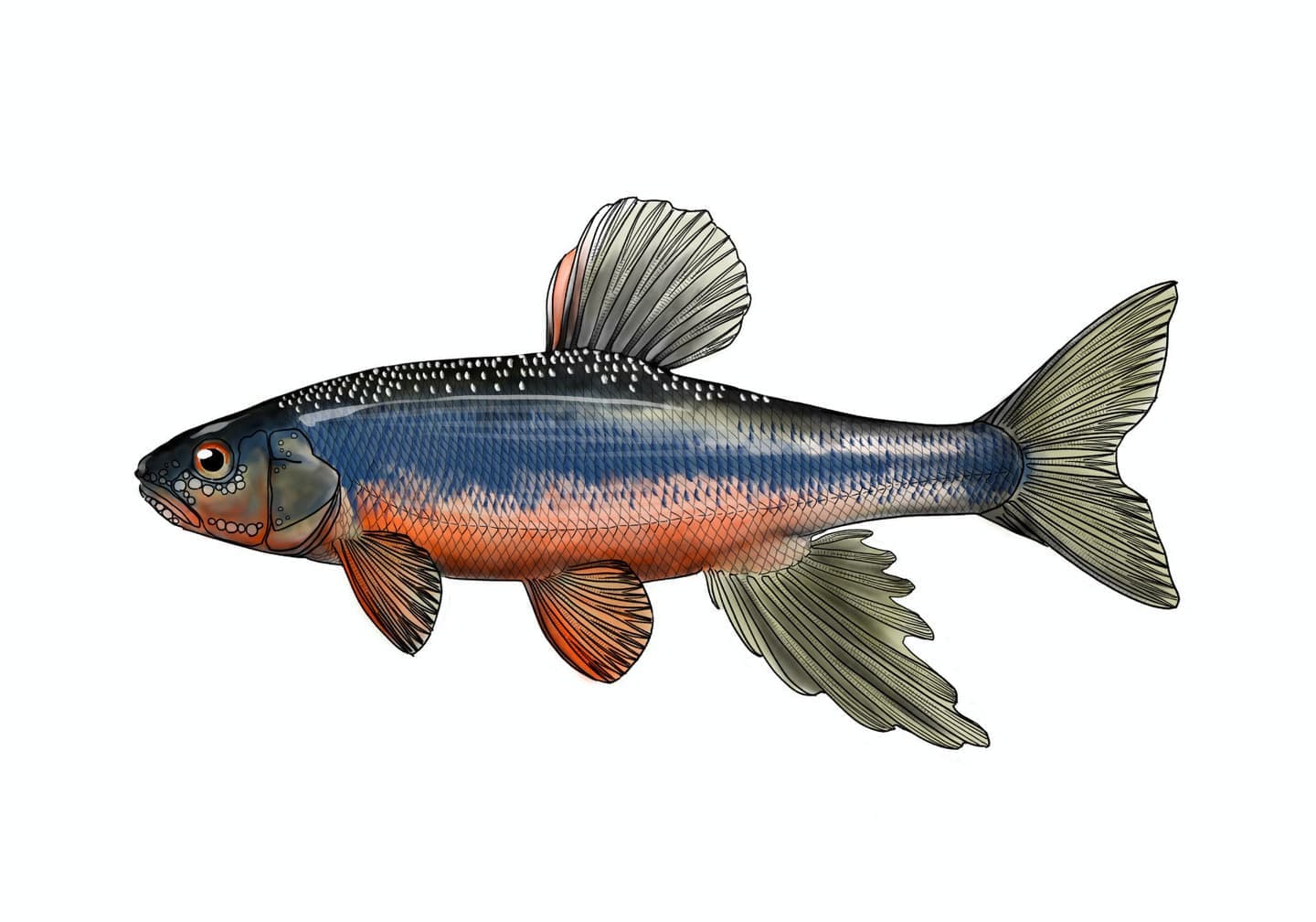 ヌマムツの魚類図版。体側に縦帯を持つ体型と、背鰭・臀鰭の配置がわかる精密な外部形態イラスト。