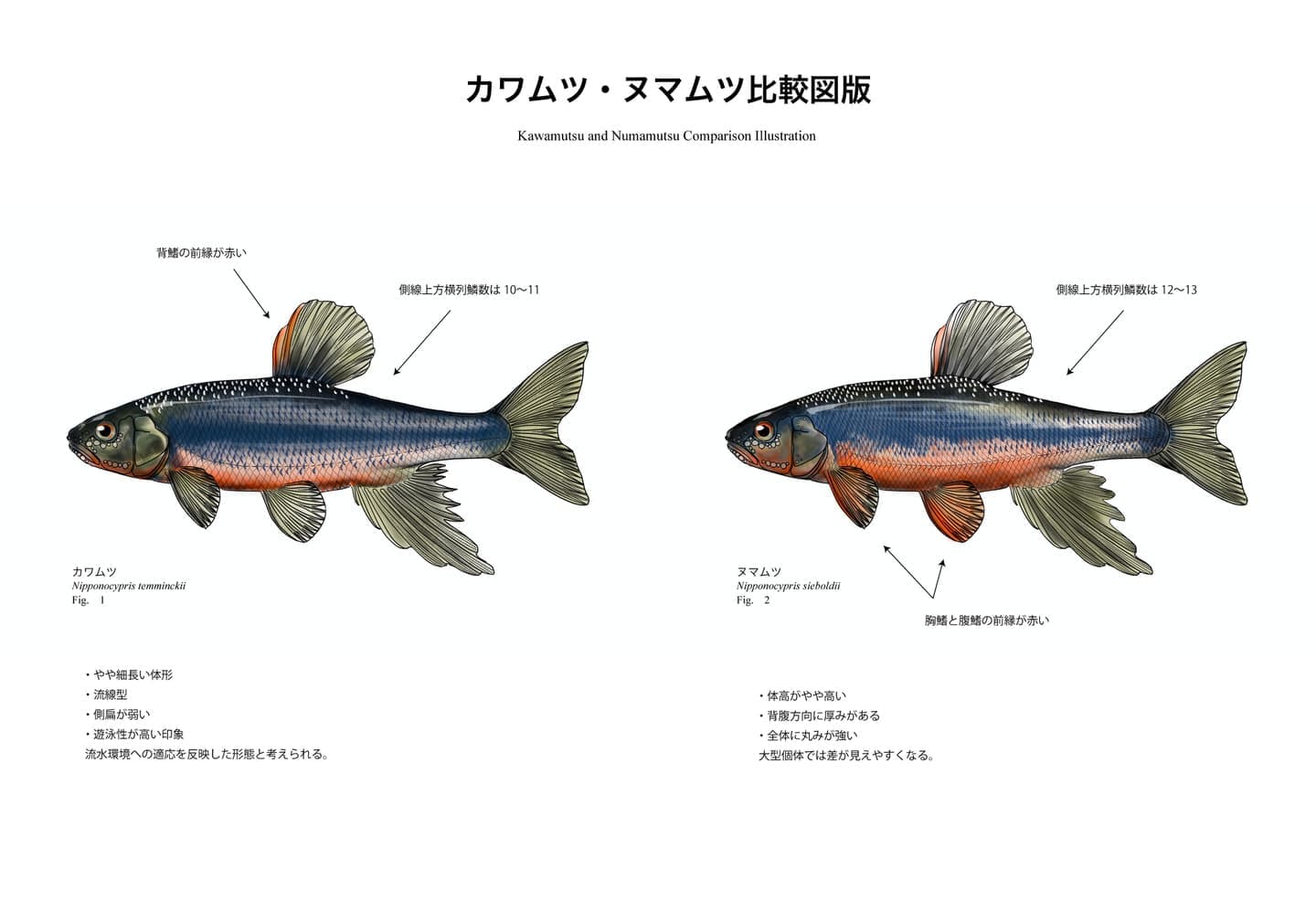 カワムツとヌマムツの比較魚類図版。旧カワムツA・カワムツBから現在分類への変遷、体形差、頭部比較、生態差を整理した識別用図版。