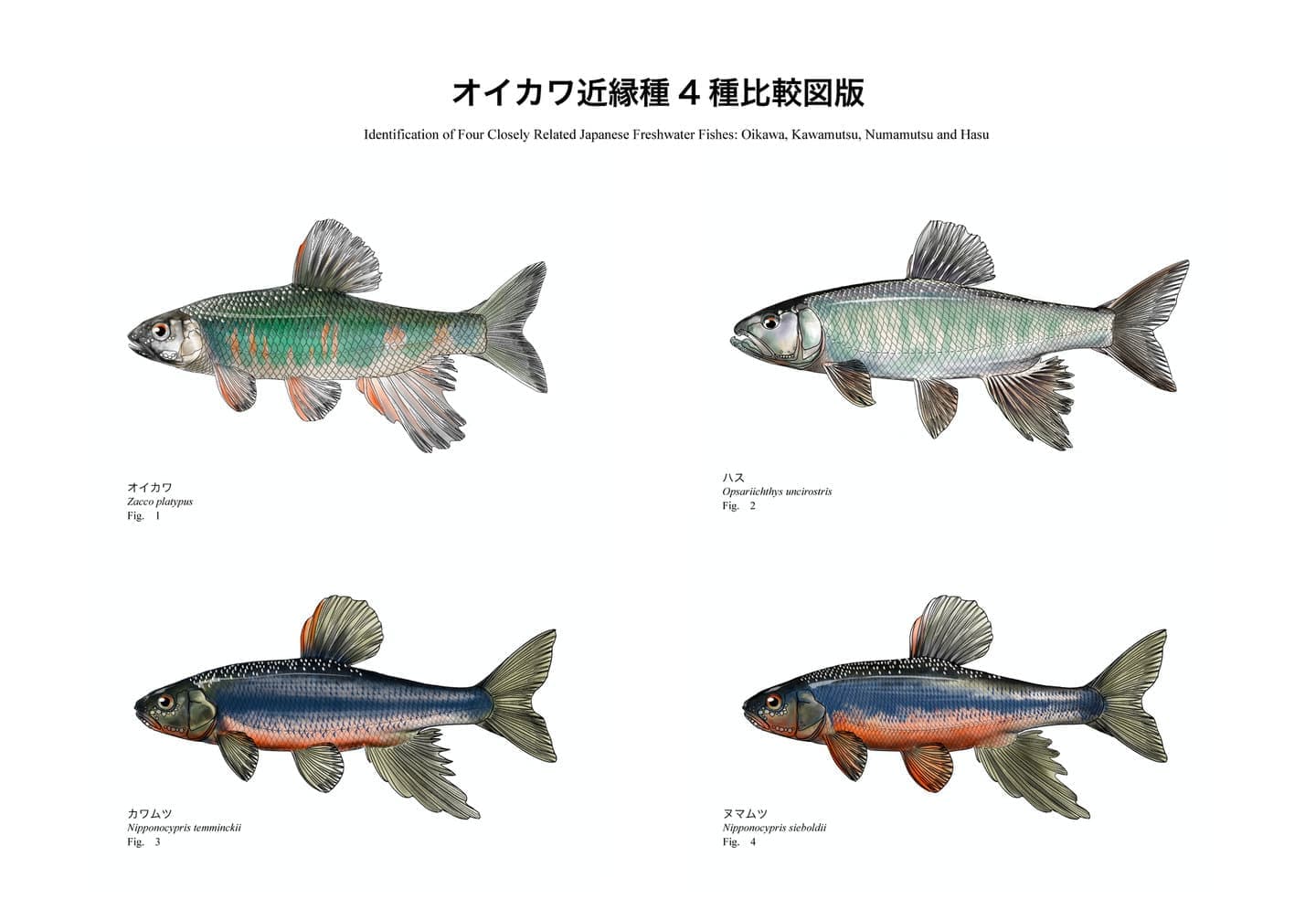 オイカワ、ハス、カワムツ、ヌマムツの4種を同一スケールで比較した魚類識別図版。オイカワの横斑、カワムツとヌマムツの縦帯、ハスの細長い魚食型体型など、近縁なコイ科魚類の形態的特徴と分類学的な違いを示している。