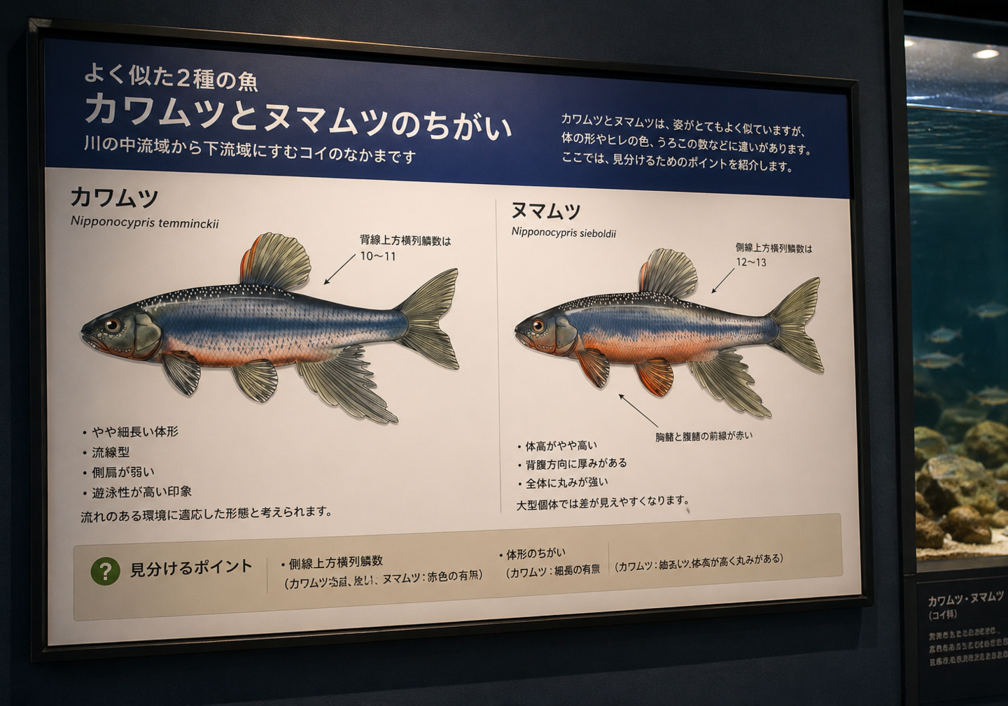 水族館展示で使用される魚類比較図版のイメージ。カワムツ（Nipponocypris temminckii）とヌマムツ（Nipponocypris sieboldii）を同一条件で比較し、体高、体型、側線上方横列鱗数、背鰭や腹鰭の色彩差など識別に必要な特徴を解説した展示パネル。
