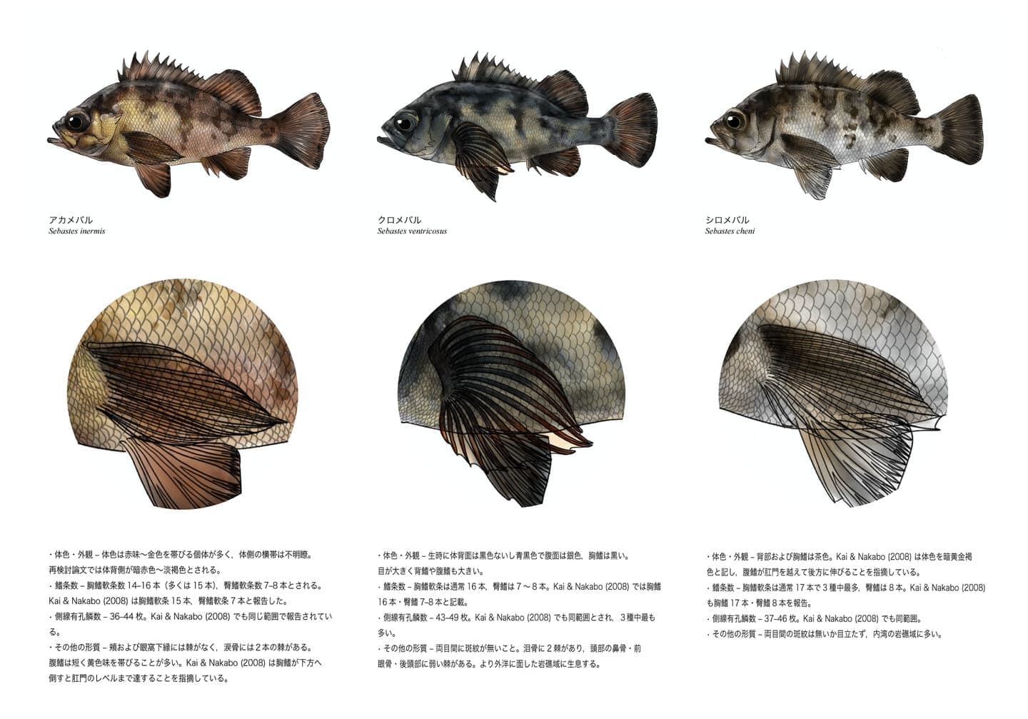 メバルの見分け方を解説した比較図版。アカメバル（Sebastes inermis）、クロメバル（Sebastes ventricosus）、シロメバル（Sebastes cheni）の全身図と胸鰭拡大図を同一条件で比較し、体色、模様、胸鰭形状、胸鰭軟条数、背鰭軟条数、側線上方横列鱗数など識別に重要な特徴をまとめた魚類図版。