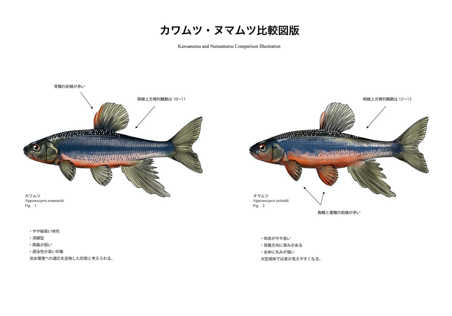 カワムツとヌマムツの比較図版。左にカワムツ、右にヌマムツを配置し、背鰭・腹鰭の赤色部位、体高差、体形の違い、側線上方横列鱗数（カワムツ10〜11、ヌマムツ12〜13）など識別形質を注記した魚類図版。