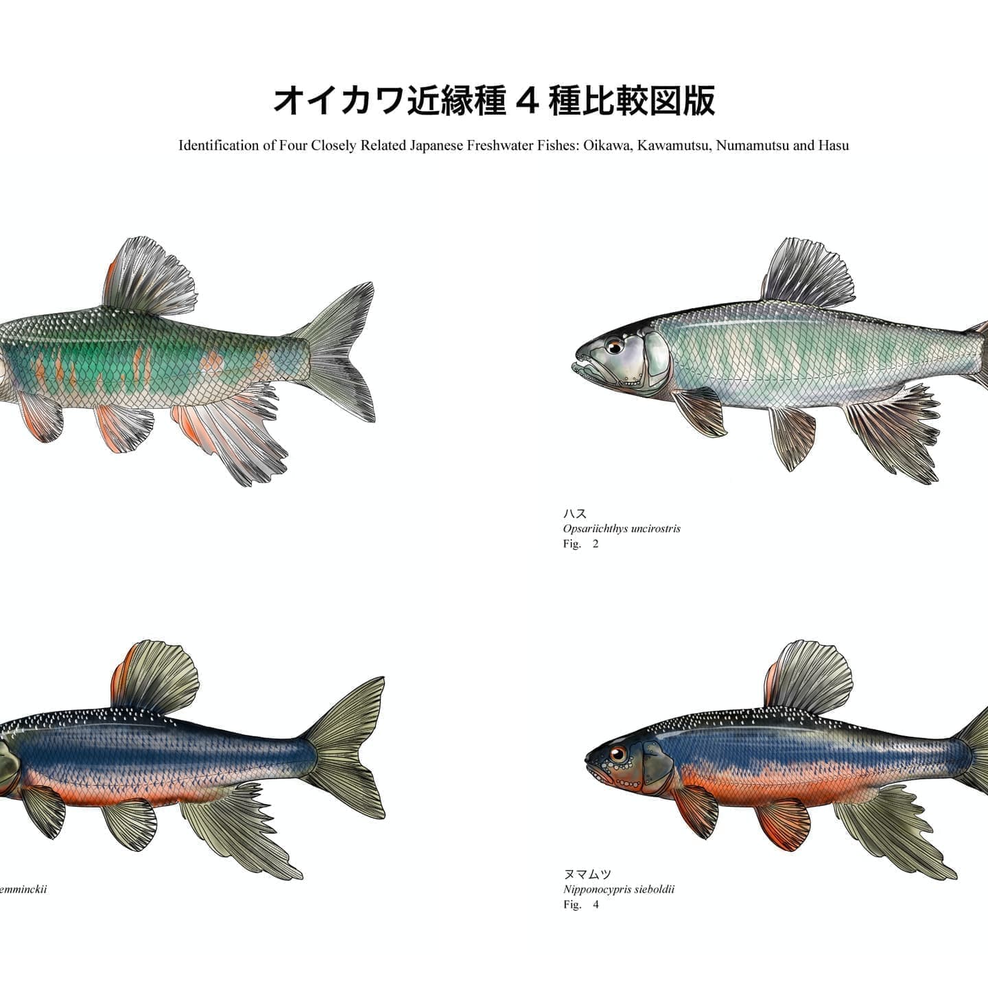 オイカワ、ハス、カワムツ、ヌマムツの4種を同一スケールで比較した魚類識別図版。オイカワの横斑、カワムツとヌマムツの縦帯、ハスの細長い魚食型体型など、近縁なコイ科魚類の形態的特徴と分類学的な違いを示している。 SEOも意識するなら、ALTは検索キーワードを自然に含めたこちらがおすすめです。 オイカワ・カワムツ・ヌマムツ・ハスの違いを比較した魚類図版。体型、体色、頭部形状を同一スケールで比較し、近縁種間の識別ポイントと分類学的関係を解説する比較図。