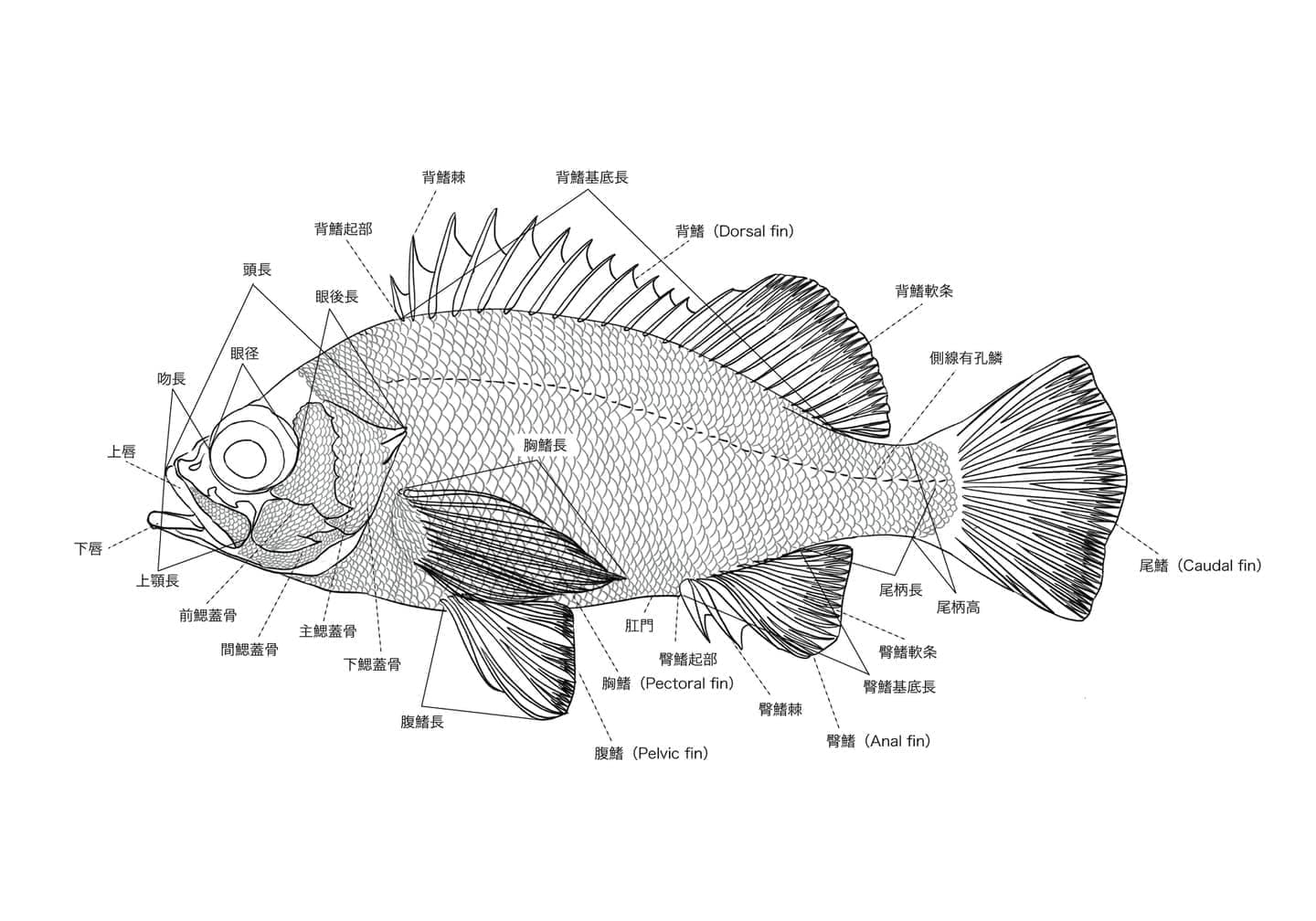 アカメバルをモデルとした魚類外部形態図版。背鰭、胸鰭、腹鰭、臀鰭、尾鰭、側線、有孔鱗、鰓蓋骨、頭長、眼径など魚類の主要な外部形態名称を示した解説図。