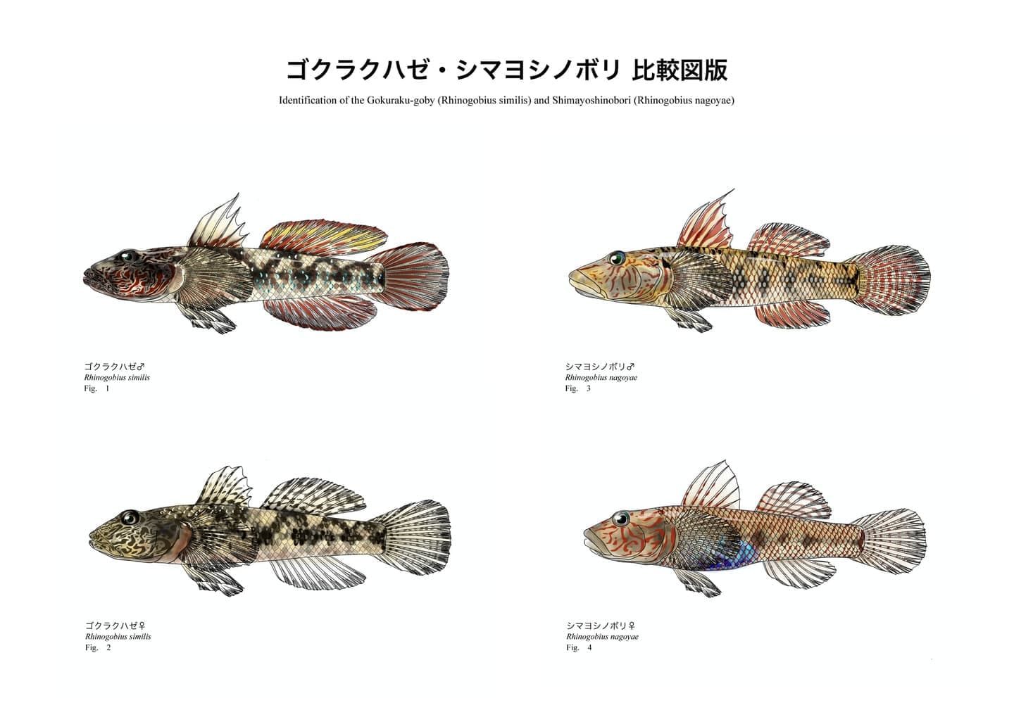 ゴクラクハゼ（Rhinogobius similis）とシマヨシノボリ（Rhinogobius nagoyae）の雄・雌および頭部形態を比較した魚類図版。V字状赤色帯の有無など識別形質を比較。