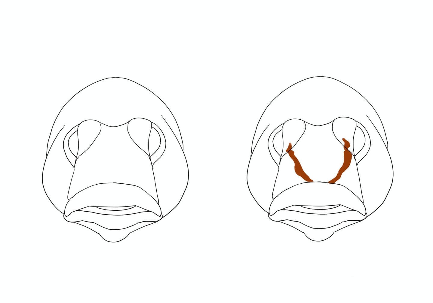 ゴクラクハゼ（左）とシマヨシノボリ（右）の頭部正面比較図。シマヨシノボリでは眼の下から上唇へ向かうV字状の赤色帯が見られるのに対し、ゴクラクハゼには見られない。