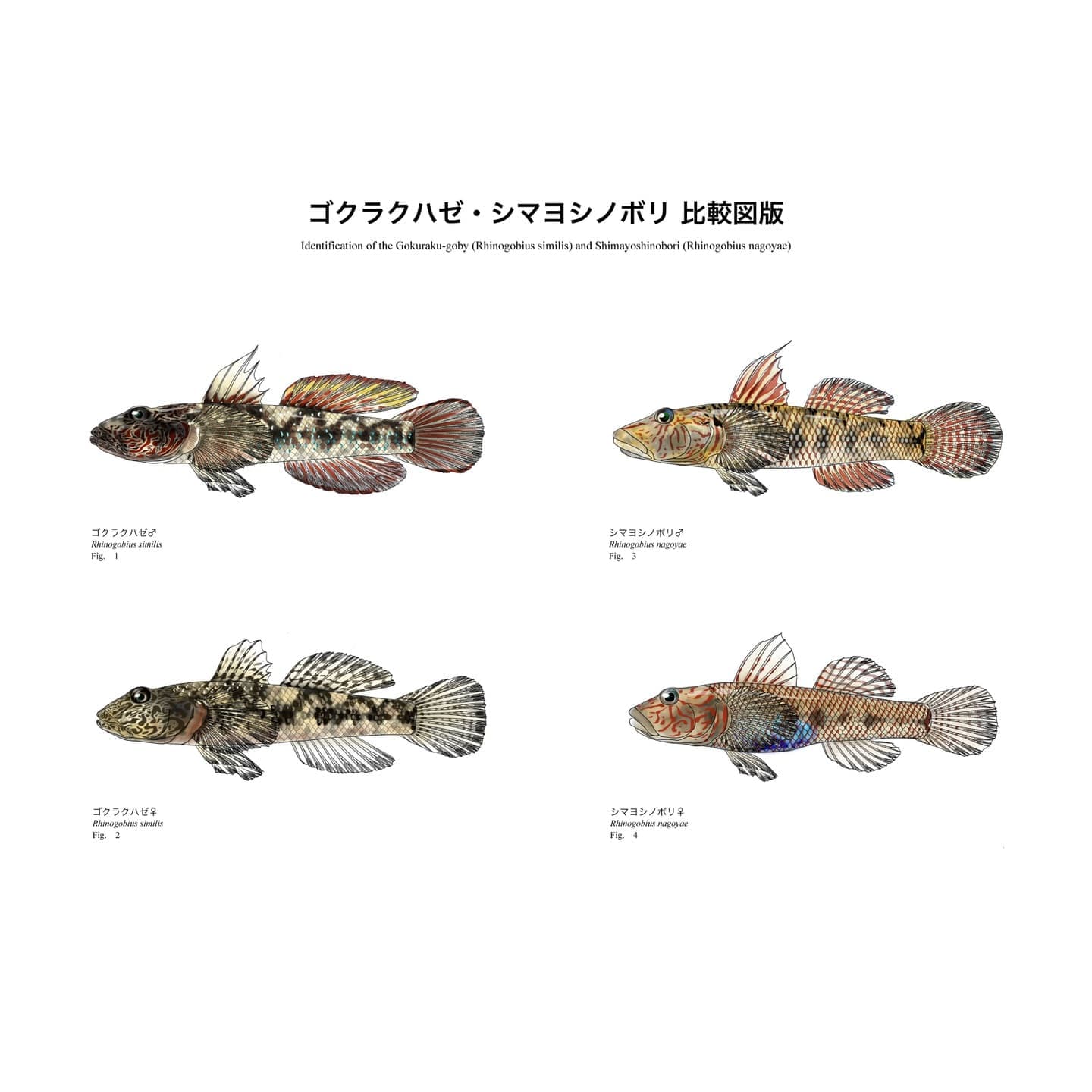 ゴクラクハゼ（Rhinogobius similis）とシマヨシノボリ（Rhinogobius nagoyae）の雄・雌および頭部形態を比較した魚類図版。V字状赤色帯の有無など識別形質を比較。