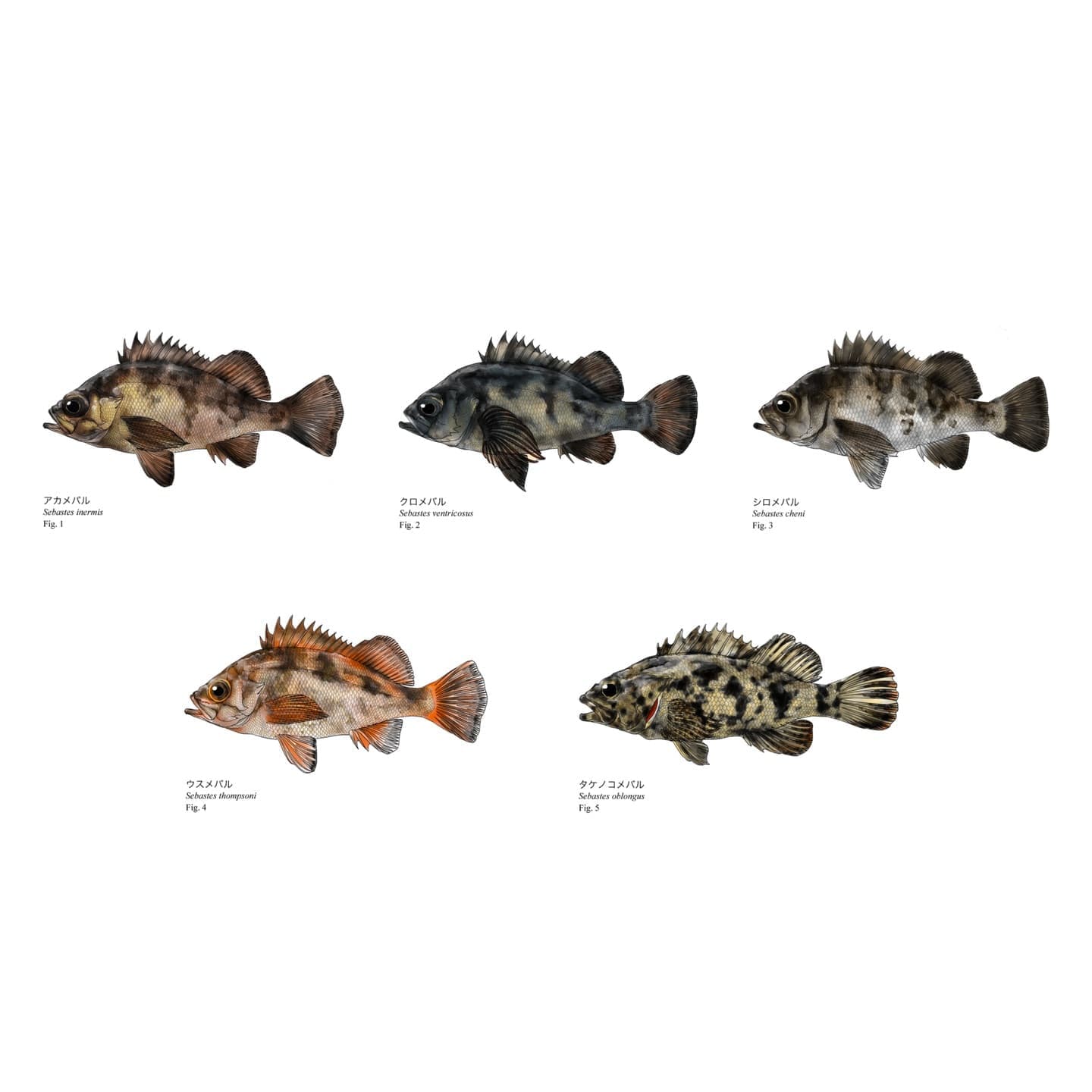 メバル５種の違いを説明するための識別魚類図版