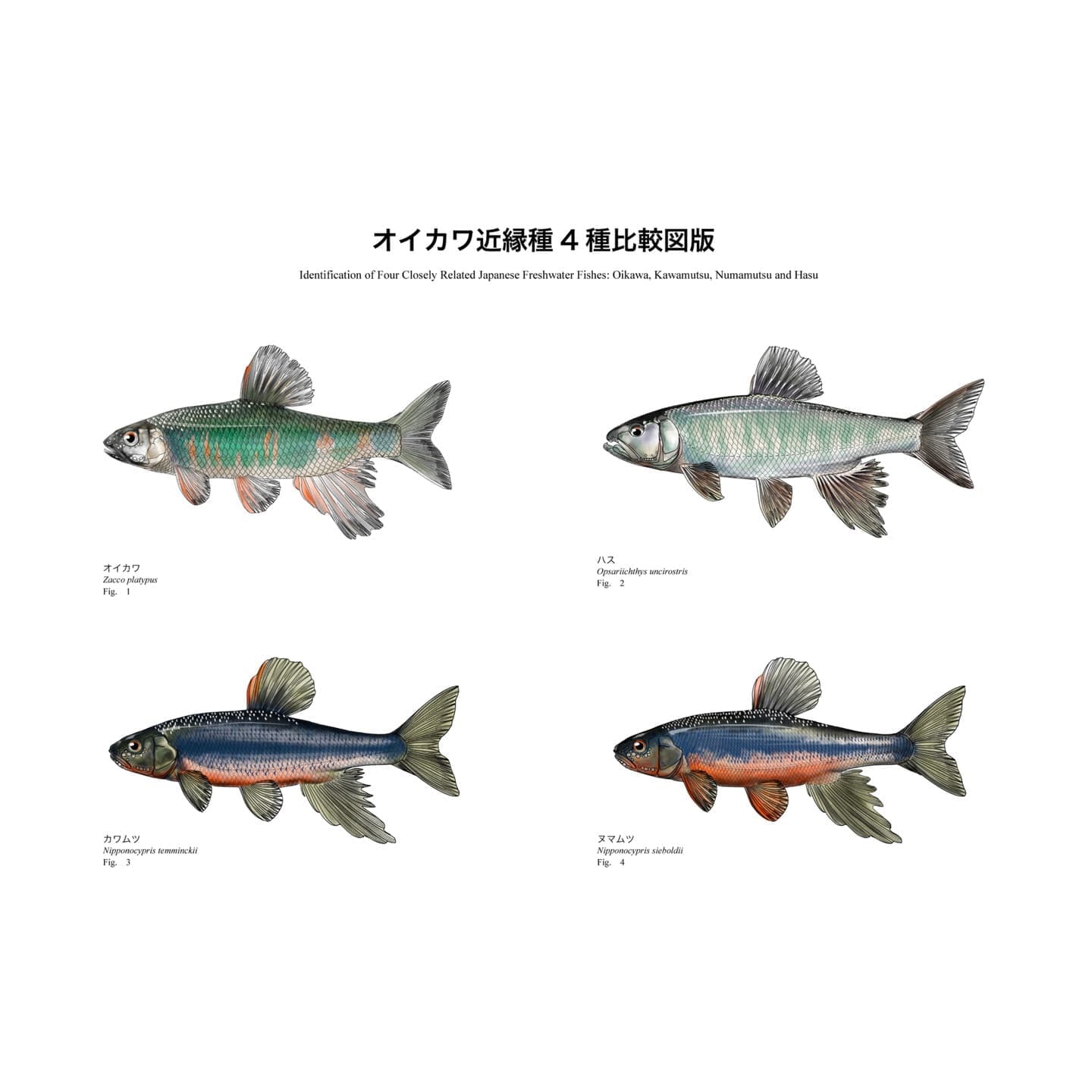 オイカワ、ハス、カワムツ、ヌマムツの4種を同一スケールで比較した魚類識別図版。オイカワの横斑、カワムツとヌマムツの縦帯、ハスの細長い魚食型体型など、近縁なコイ科魚類の形態的特徴と分類学的な違いを示している。 SEOも意識するなら、ALTは検索キーワードを自然に含めたこちらがおすすめです。 オイカワ・カワムツ・ヌマムツ・ハスの違いを比較した魚類図版。体型、体色、頭部形状を同一スケールで比較し、近縁種間の識別ポイントと分類学的関係を解説する比較図。
