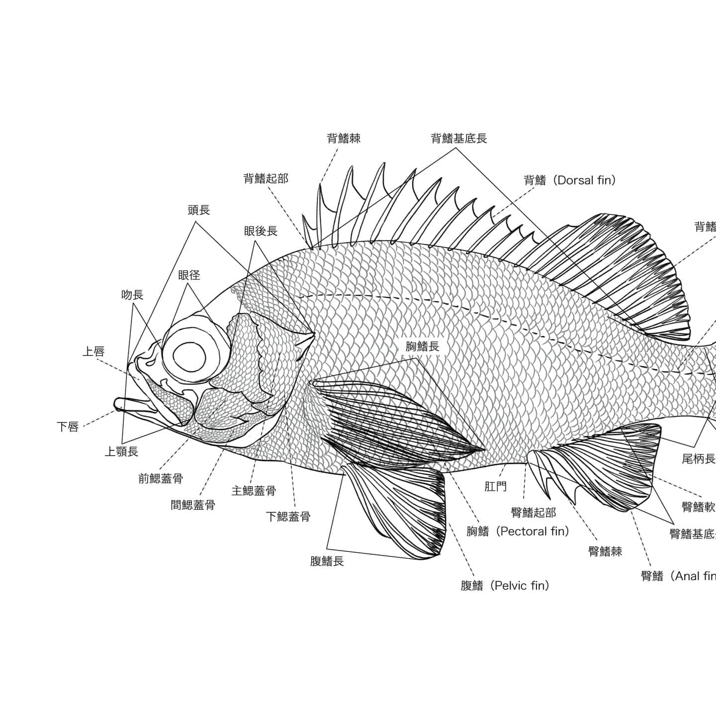 アカメバルをモデルとした魚類外部形態図版。背鰭、胸鰭、腹鰭、臀鰭、尾鰭、側線、有孔鱗、鰓蓋骨、頭長、眼径など魚類の主要な外部形態名称を示した解説図。