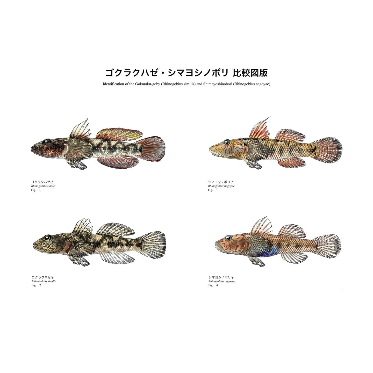 ゴクラクハゼ（Rhinogobius similis）とシマヨシノボリ（Rhinogobius nagoyae）の雄・雌および頭部形態を比較した魚類図版。V字状赤色帯の有無など識別形質を比較。
