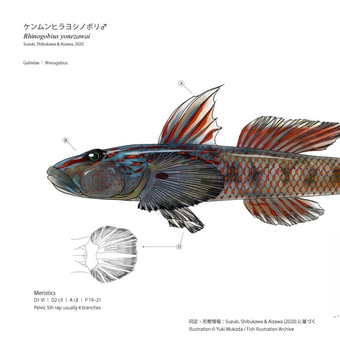 Diagnostic Character Plate（診断形質図版）として制作したケンムンヒラヨシノボリ（Rhinogobius yonezawai）雄の魚類図版。